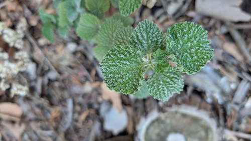 Marrubium vulgare observed 2026-10-26