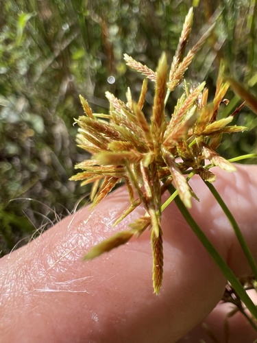Cyperus haspan observed 2026-10-26