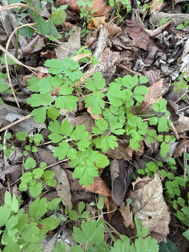 Corydalis flavula, 2026-10-26