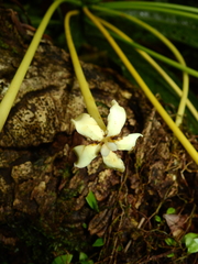 Tocoyena longiflora