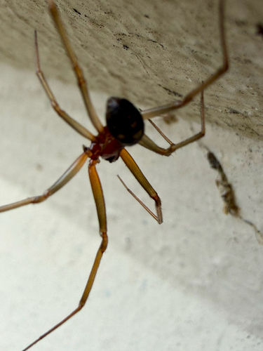 Steatoda grossa, 2026-10-26