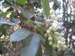 Arbutus tessellata