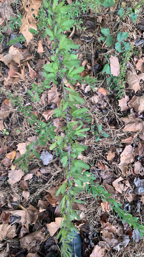 Lespedeza cuneata observed 2026-10-26