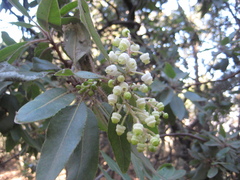 Arbutus tessellata