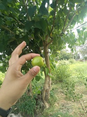 Gmelina arborea