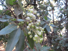 Arbutus tessellata
