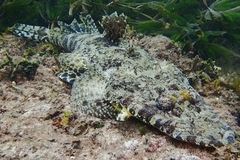 Papilloculiceps longiceps