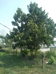 Gmelina arborea