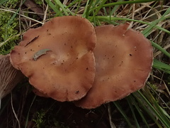 Rhodocybe lateritia
