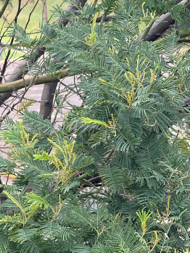 Acacia mearnsii observed 2026-10-26