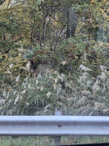 Miscanthus sinensis observed 2026-10-26