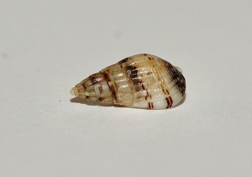 Tritia cuvierii observed 2026-10-24