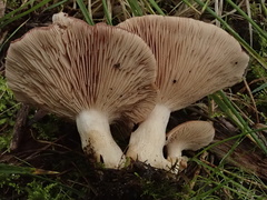 Rhodocybe lateritia