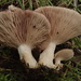 Rhodocybe lateritia - Photo no rights reserved, uploaded by Eileen Laidlaw