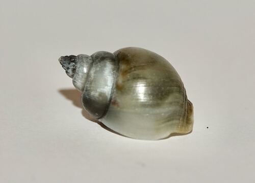 Tritia mutabilis observed 2026-10-24