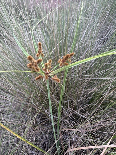 Cyperus ligularis observed 2026-10-26