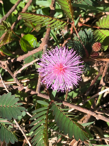 Mimosa pudica observed 2026-10-27