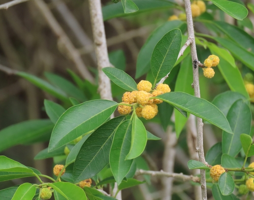 Maclura cochinchinensis observed 2026-10-24