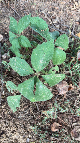 Parthenocissus, 2026-10-26