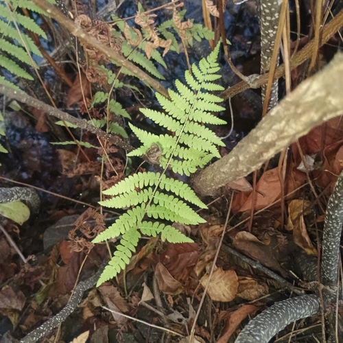 Thelypteris palustris observed 2026-10-26