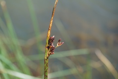 Schoenoplectus litoralis