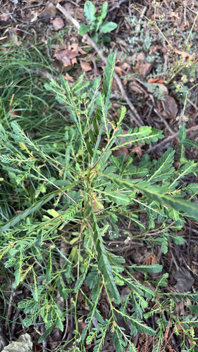 Phyllanthus urinaria observed 2026-10-26
