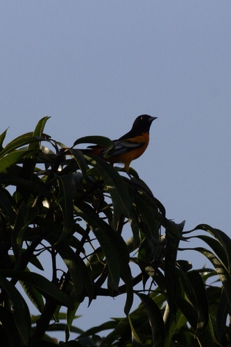 Icterus galbula observed 2026-10-25