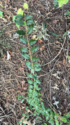 Ligustrum sinense observed 2026-10-26