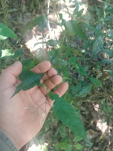 Psychotria observed 2026-10-26