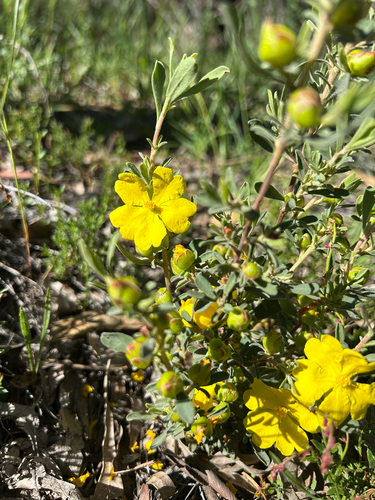 Hibbertia obtusifolia observed 2026-10-27