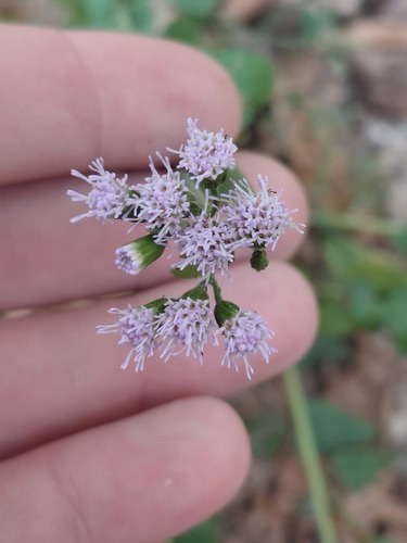 Fleischmannia incarnata observed 2026-10-26