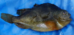 Cyclopterus lumpus