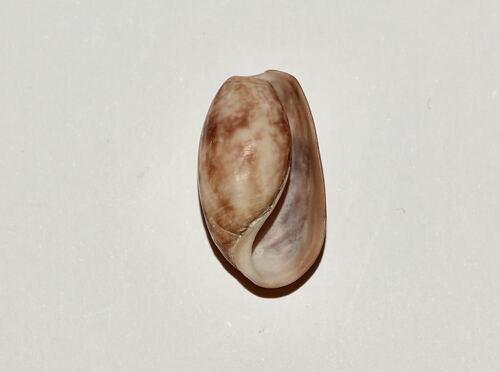 Bulla striata, 2026-10-24