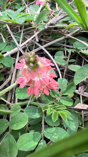Indigofera spicata observed 2026-10-26