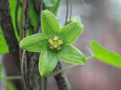 Gonolobus uniflorus