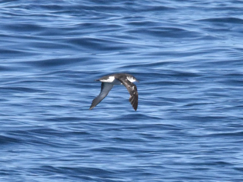 Puffinus puffinus, 2026-10-25