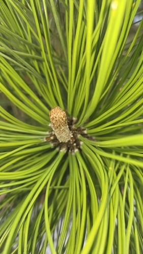 Pinus ponderosa, 2026-10-26