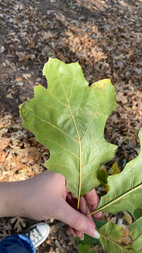 Quercus velutina, 2026-10-26