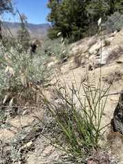 Melica stricta
