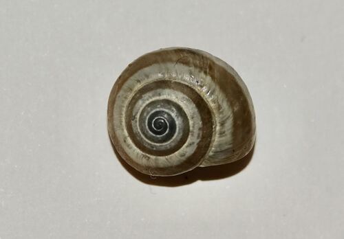 Cernuella virgata observed 2026-10-24