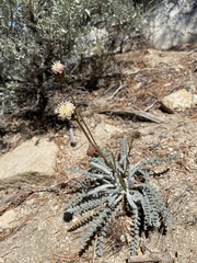 Chaenactis santolinoides