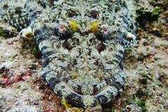 Papilloculiceps longiceps