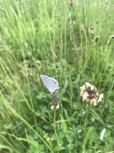 photo of Eastern Tailed-blue (Cupido comyntas)