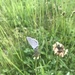 photo of Eastern Tailed-blue (Cupido comyntas)