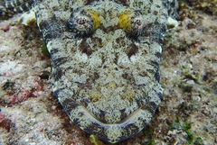 Papilloculiceps longiceps