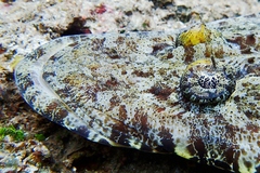 Papilloculiceps longiceps