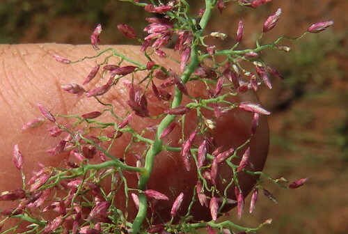 Eragrostis viscosa observed 2026-05-19