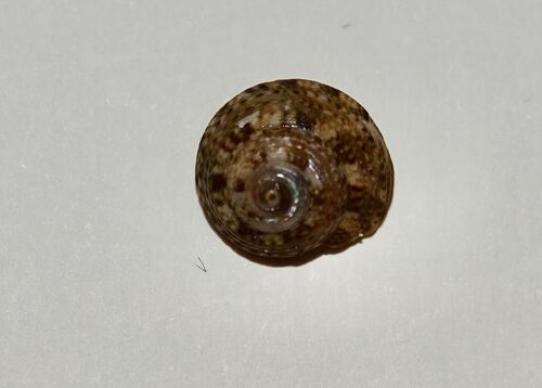Gibbula philberti observed 2026-10-26