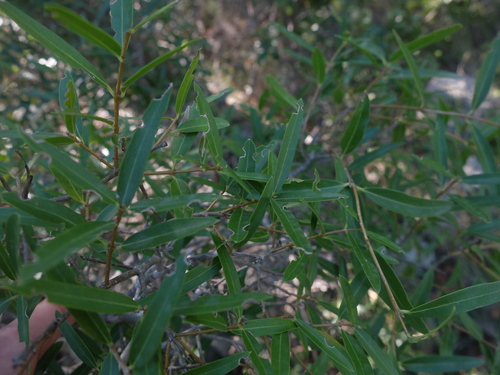 Phillyrea angustifolia, 2026-10-26
