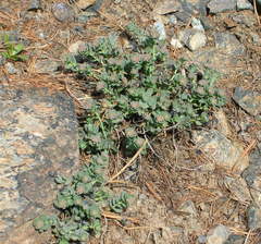 Aethionema thomasianum